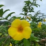 Allamanda catharticaFlower