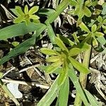 Galium verrucosum Blad