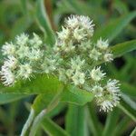 Penthorum sedoides Flower