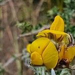 Argyrolobium fischeri Floare