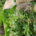 Galium spurium आदत