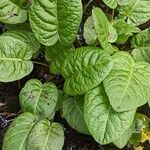 Rumex obtusifolius Feuille