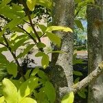 Magnolia salicifolia Kôra