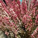 Erica gracilis Flower