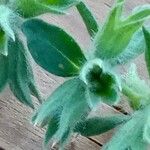 Stachys annua Fruit