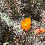 Cylindropuntia acanthocarpa Cvet