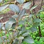 Styrax japonica Evening LightList