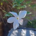 Jasminum grandiflorum Květ