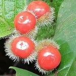 Solanum candidum Frukto