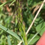 Poa cenisia Fruchs