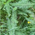 Achillea nobilis Folha