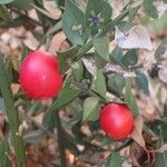 Ruscus aculeatus 果實