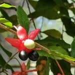 Ochna atropurpurea പുഷ്പം