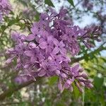 Syringa persica Λουλούδι