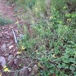 Brassica fruticulosa Hábito