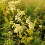 Filipendula ulmariaKukka