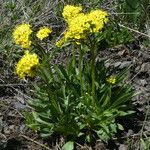 Patrinia sibirica Floare