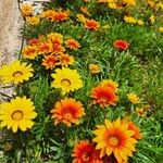 Gazania linearisBlomst