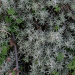 Achillea cretica 整株植物