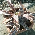 Cryptanthus zonatus ᱥᱟᱠᱟᱢ