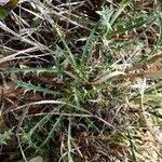 Atractylis humilis Leaf
