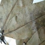 Tontelea coriacea Otro