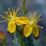 Hypericum ericoides Flower