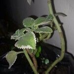 Coleus madagascariensis Bark