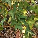 Ipomoea mauritiana Levél