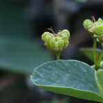 Ceanothus cordulatus Frutto