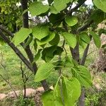 Syringa reticulata Leaf