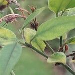 Jasminum × stephanense Hoja