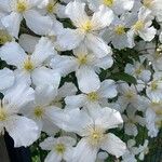 Clematis montana Flors