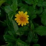 Sphagneticola trilobata Flower