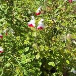 Salvia × jamensis Flower