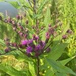 Vernonia noveboracensis Flower