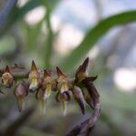 Bulbophyllum cochleatum