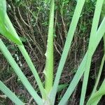 Dracunculus vulgaris Coajă