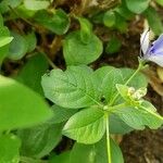 Rotheca myricoides पत्ता
