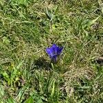 Gentiana pneumonanthe Alkat (teljes növény)