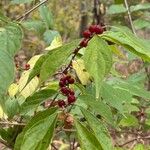 Lonicera maackiiFruit