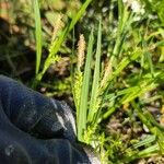 Carex blanda Blodyn