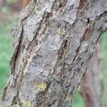 Actinidia deliciosa Corteza