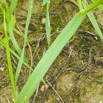 Hordeum marinum पत्ता