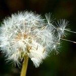 Taraxacum erythrospermum 果