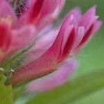 Trifolium rubens Cvet