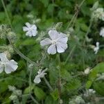 Silene dichotoma Flower