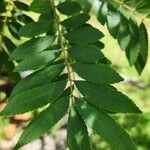 Zanthoxylum rhoifolium पत्ता