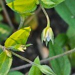 Moehringia trinervia 花