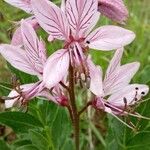 Dictamnus albus Flower